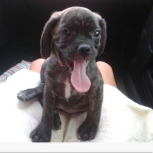 Meet your Posher, Adam